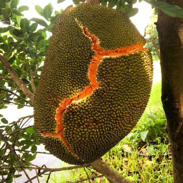 Nangka Madu –